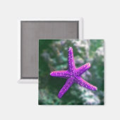 Aimant Une Plage Rocky Starfish violette (Recto/Verso)
