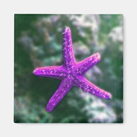 Aimant Une Plage Rocky Starfish violette (Devant)