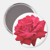 Aimant Une rose rouge classique (Recto/Verso)