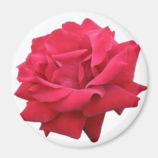 Aimant Une rose rouge classique (Devant)