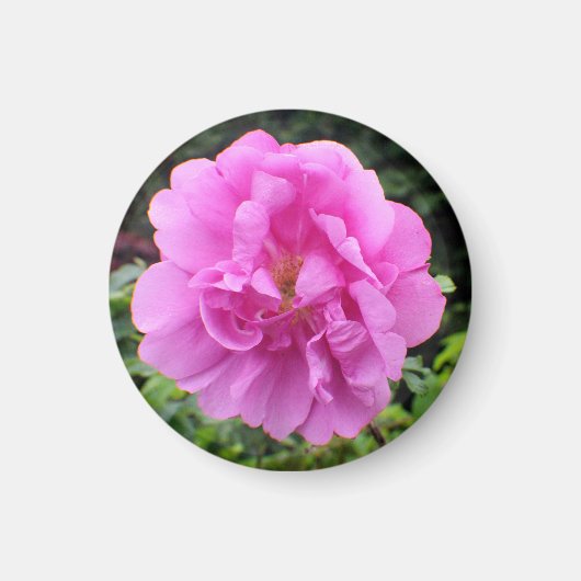 Aimant Une seule fleur rose (Devant)
