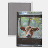 Aimant Une vache curieuse qui regarde à travers une fenêt (Recto/Verso)