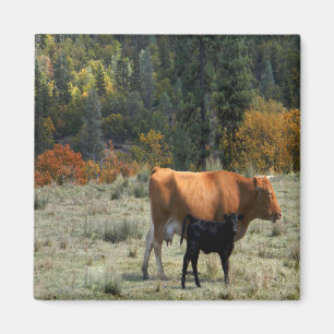 Aimant Une vache et son veau....