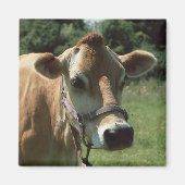Aimant Une Vache Jersey Brown En Été Meadow Frigidaire (Devant)