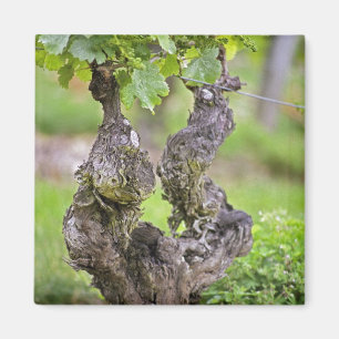 Aimant Une vigne très ancienne dans le vignoble du Clos d