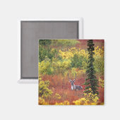 Aimant USA, Alaska, Denali National Park. Caribou (Recto/Verso)