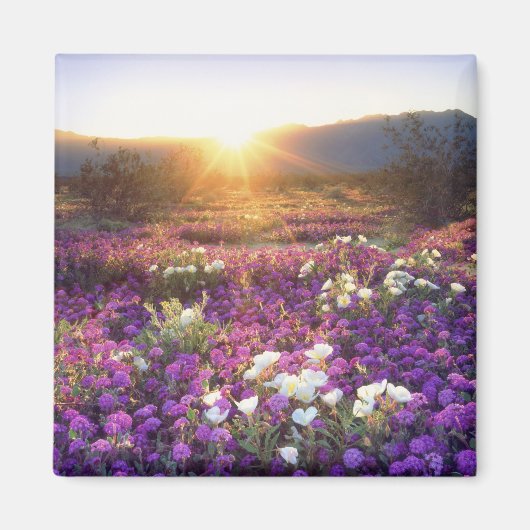 Aimant USA, Californie, Anza-Borrego Desert State Park. 2 (Devant)