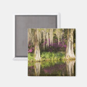 Aimant USA, Caroline du Sud, Charleston. Cypress Trees (Recto/Verso)