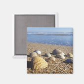 Aimant USA, Floride, Coastal Sea Shells (Recto/Verso)