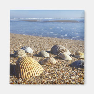 Aimant USA, Floride, Coastal Sea Shells