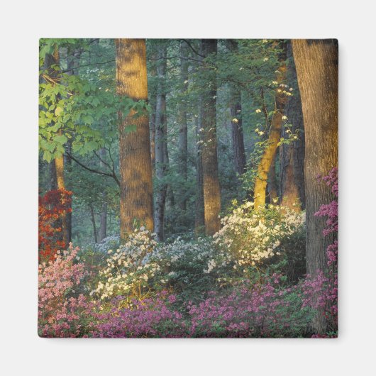 Aimant USA, Géorgie, Callaway Gardens, forêt d'Azalea. (Devant)