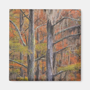 Aimant USA, Géorgie, George Smith State Park, Cypress