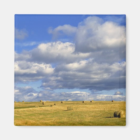 Aimant USA, Nebraska, Morrill Comté. Poule dorée (Devant)