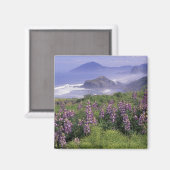 Aimant USA, Oregon, Nesika Beach. Lupine et Oregon (Recto/Verso)