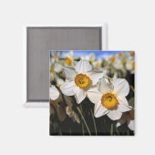 Aimant USA, Oregon, Willamette Valley. Daffodiques (Recto/Verso)