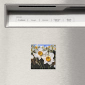 Aimant USA, Oregon, Willamette Valley. Daffodiques (In Situ (Lave-vaisselle))