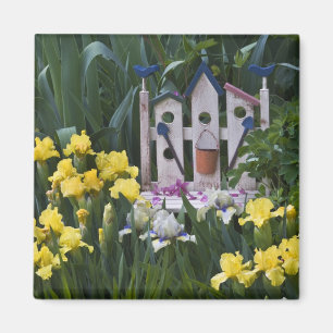 Aimant USA, Pennsylvanie. Les iris des jardins poussent a