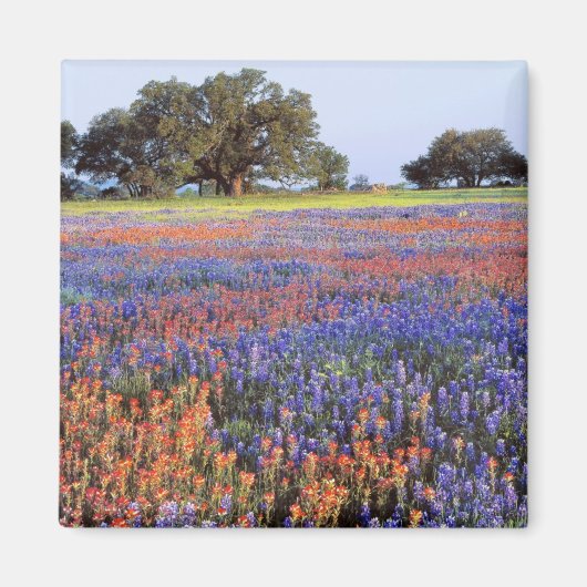 Aimant USA, Texas, Llano. Bluebonnets et redbonnets (Devant)
