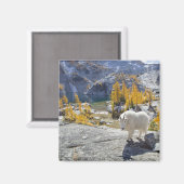 Aimant USA, WA, Alpine Lakes WI-lderness Enchantments. (Recto/Verso)