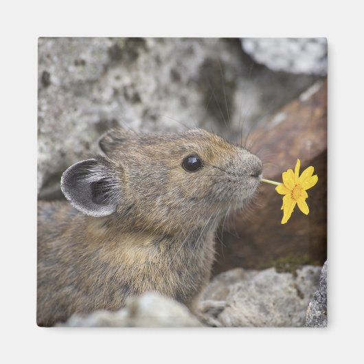 Aimant USA, Washington, North Cascades National Park, (Devant)