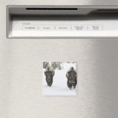 Aimant USA, WY, Yellowstone NP, Bison américain (In Situ (Lave-vaisselle))