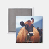 Aimant vache (Recto/Verso)