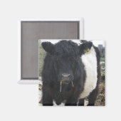 Aimant Vache à ventre nue mangeant du foin (Recto/Verso)