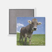 Aimant vache bavaroise (Recto/Verso)