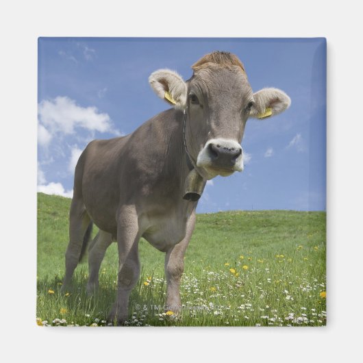 Aimant vache bavaroise (Devant)