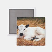 Aimant Vache bébé, veau (Recto/Verso)