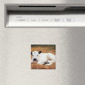 Aimant Vache bébé, veau (In Situ (Lave-vaisselle))