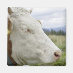Aimant Vache Brown avec un signe dans lui ? oreille de s