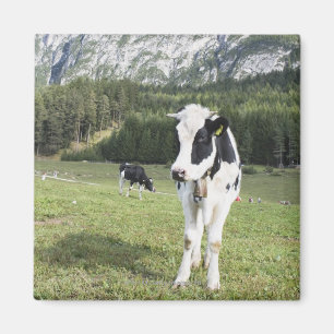 Aimant Vache dans un pré, Fie Sciliar Allo, alto l'Adige