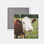 Aimant Vache de boeuf à facettes blanches (Recto/Verso)