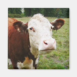 Aimant Vache de boucherie faite face blanche