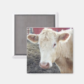 AIMANT VACHE DE CAROLE (Recto/Verso)