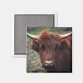 Aimant Vache de Highland (Recto/Verso)