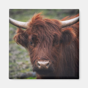 Aimant Vache de Highland