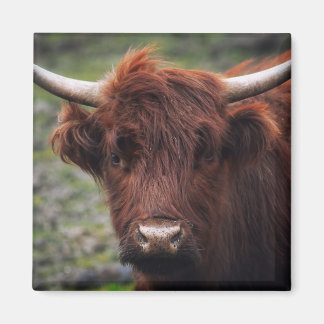 Aimant Vache de Highland