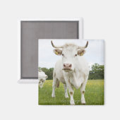 Aimant Vache debout dans un champ herbeux (Recto/Verso)
