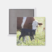 Aimant Vache et veau (Recto/Verso)
