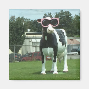 Aimant vache fraîche 1
