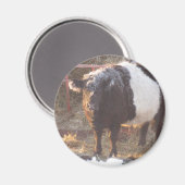 Aimant Vache galloway à ceinture gelée (Recto/Verso)