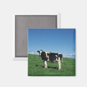 Aimant Vache Holstein debout dans le champ, Bekkai-Machi, (Recto/Verso)