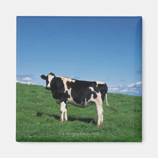 Aimant Vache Holstein debout dans le champ, Bekkai-Machi, (Devant)