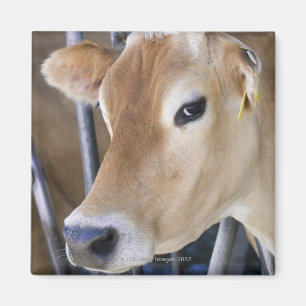Aimant Vache laitière du Jersey avec la tête dans la