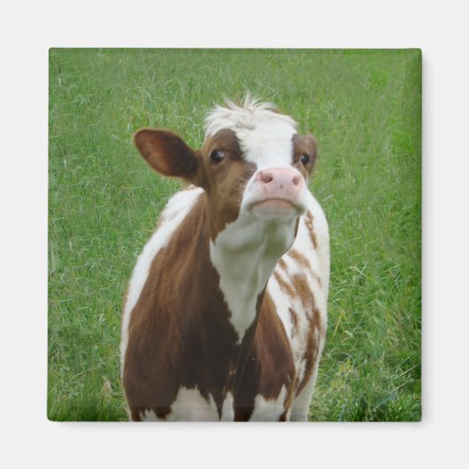 Aimant Vache laitière sur la ferme (Devant)