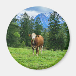 Aimant Vache mignonne dans le pâturage, photographie