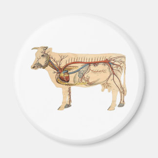 Aimant Vache mûre anatomique
