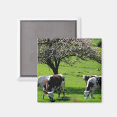 Aimant Vache parmi les pommiers en fleurs en Normandie (Recto/Verso)